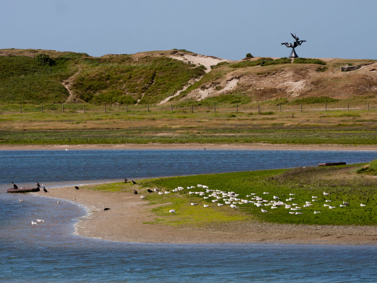 Weekendwandelingen in de Zwinvlakte